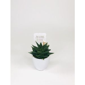 Cactus Suculenta Haworthia in vas ceramica | Plante Cadou imagine