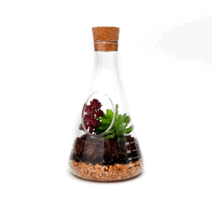 Kit pentru plante - Chemistry Terrarium | Suck Uk imagine
