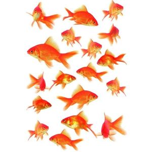 Sticker geam Fish Kleine Wolke, static, decorativ, pentru baie, model pesti, portocaliu, 15x23.5cm, Cod 34017 imagine