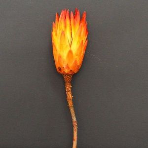 Floare decorativa Protea imagine