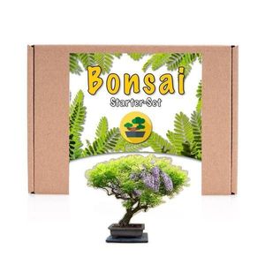 Kit de crestere plante Bonsai - Wisteria imagine