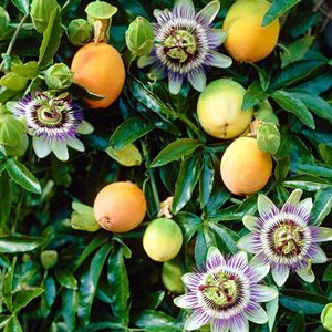 Passiflora Fructul pasiunii imagine