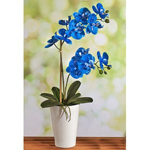Orhidee albastră imagine