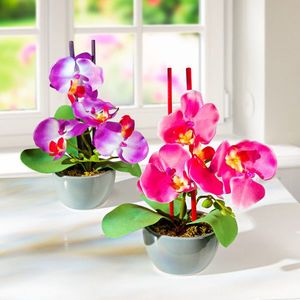 Orhidee in ghiveci imagine