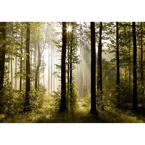 Imagine de fundal foto XXL Pădure de dimineață 360x 270 cm, 4 părți imagine