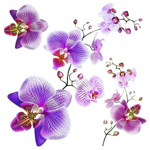 Decorațiune autocolantă Orhidee, 30 x 30 cm imagine