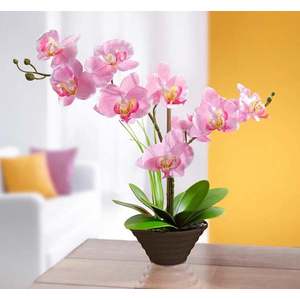 Orhidee decorativă imagine
