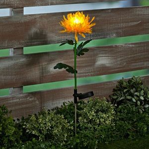 Crizantema solară imagine