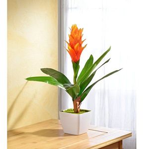 Guzmania, portocaliu imagine