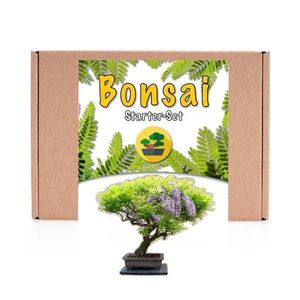 Kit de cultivare bonsai Wisteria - Arta miniaturala a naturii imagine