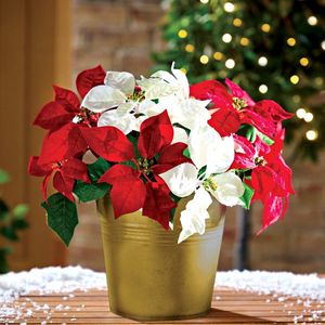 3 buchete de poinsettia imagine