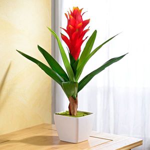 Guzmania, portocaliu imagine