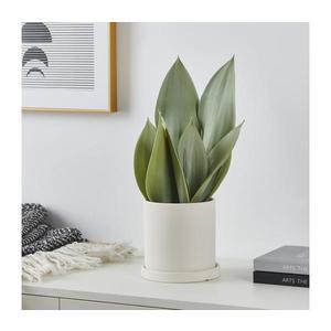 Plantă artificială în ghiveci Eglo 428387 TOBETSU 41, 5x28, 5 cm imagine