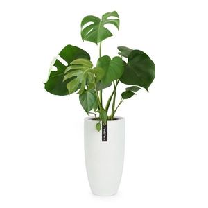 Fox & Fern Almere ghiveci Fibre Stone ideal pentru plante, lucrat manual, conic imagine