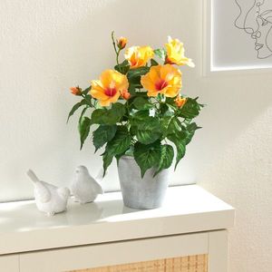 Plantă în ghiveci Hibiscus imagine