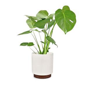Fox & Fern Enspijk, ghivece pentru flori, lemn de nuc, Polystone, lucrate manual, 2 mărimi imagine