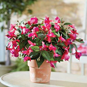 Decorațiuni florale imagine