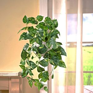 Potos plantă suspendată imagine