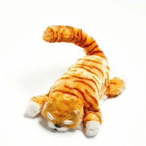 Pisică Ginger imagine