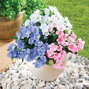 3 buchete de primule imagine