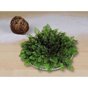 Plante Cadou imagine