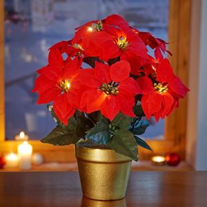 Stea de Crăciun LED în ghiveci imagine