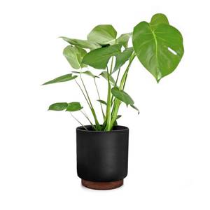 Fox & Fern Enspijk, ghivece pentru flori, lemn de nuc, Polystone, lucrate manual, 2 mărimi imagine