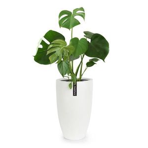 Fox & Fern Almere ghiveci Fibre Stone ideal pentru plante, lucrat manual, conic imagine