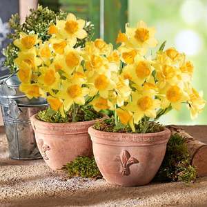 Buchet "Narcise" imagine