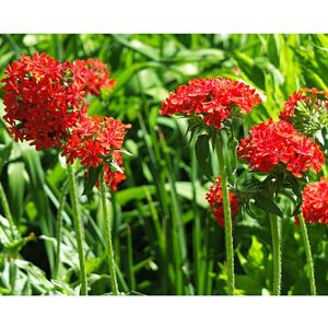 "Iubire arzătoare" imagine