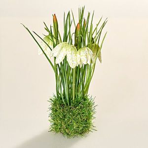 Cuib de flori de zăpadă imagine