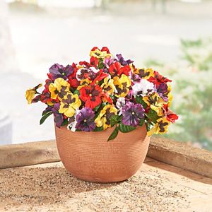 3 buchete într-un ghiveci Panseluțe imagine