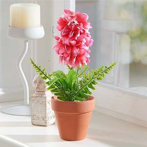 Zambile în ghiveci imagine