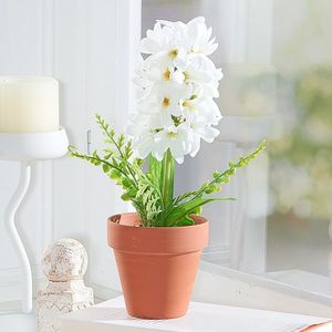 Zambile în ghiveci imagine