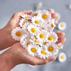 Flori de primăvară Margarete Set de 50 bucăti imagine