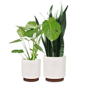 Imagine Fox & Fern Enspijk, ghivece pentru flori, set de 2 bucăți, 2 mărimi, lemn de nuc, Polystone, produse manual