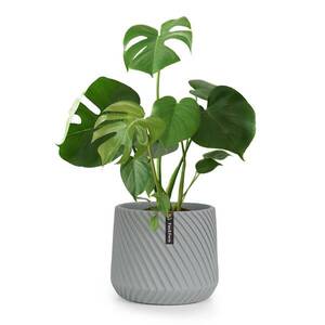 Imagine Fox & Fern Heusden, ghiveci, Polystone, prietenos cu plantele, lucrat manual