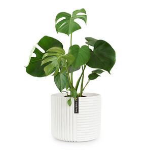 Imagine Fox & Fern Ghiveci Hasselt din polistiren, realizat manual, potrivit pentru plante cu aspect 3D.
